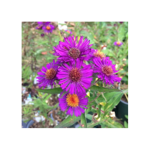 Aster novae