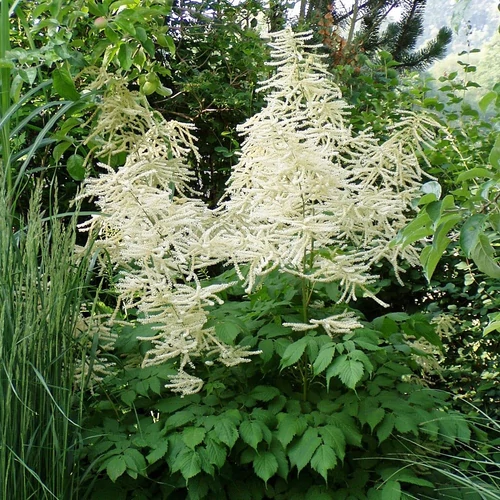 Tollbuga kert fehér - Astilbe arendsii 'Brautschleier' 20/40cm K2l