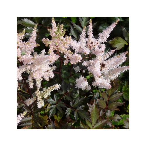 Tollbuga kert fehér virágú bronzos lombú - Astilbe arendsii 'Bumalda' 20/40cm K2l