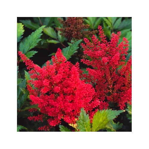 Tollbuga kert piros - Astilbe arendsii 'Else Schluck' 20/40cm K2l