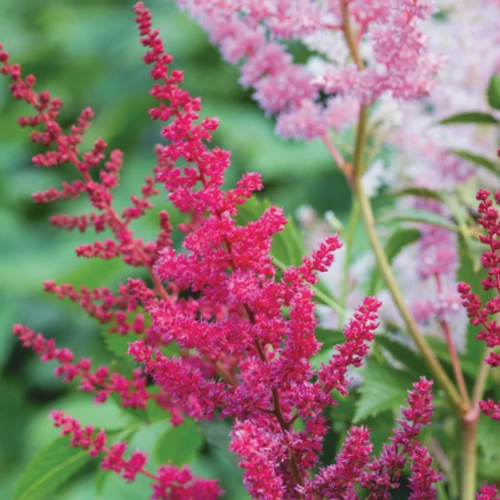 Tollbuga kert piros - Astilbe arendsii 'Paul Gaarder' 20/40cm K2l