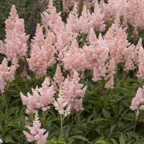 Tollbuga kerti világos barack rózsaszín - Astilbe arendsii 'Zuster Theresa' 20/40cm K2l
