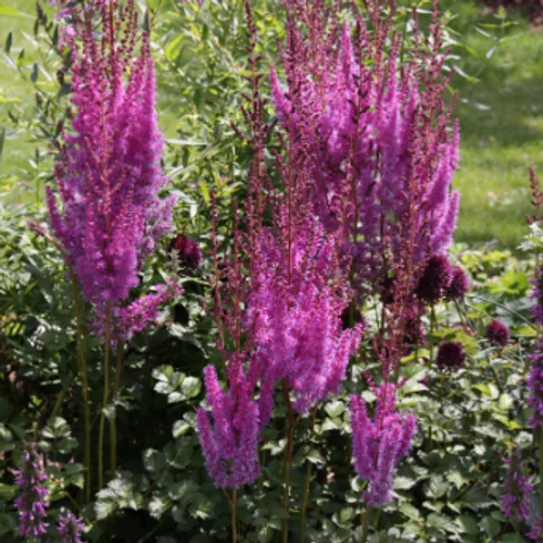 Tollbuga kínai lila - Astilbe chinensis 'Purpurkerze' 20/40cm K2l