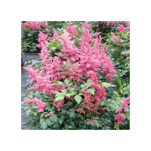 Tollbuga japán rózsaszín - Astilbe japonica 'Bremen' 20/40cm K2l