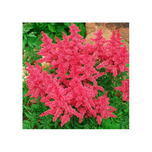 Tollbuga japán sötét rózsaszín - Astilbe japonica 'Koblenz' 20/40cm K2l