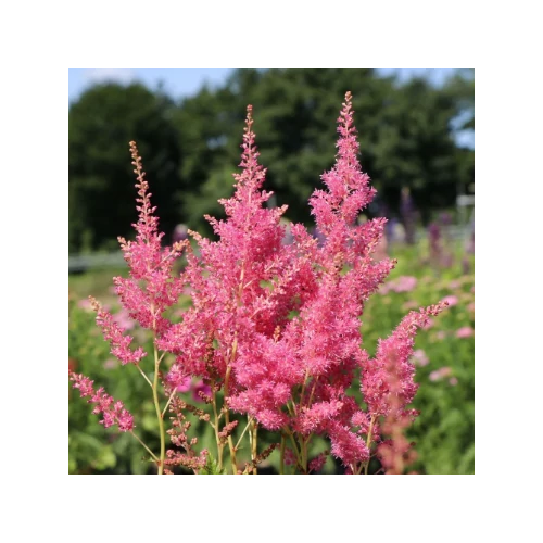 Astilbe japonica 'Mainz'