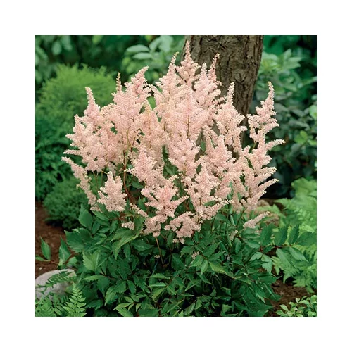 Tollbuga japán világos barackszínű - Astilbe japonica 'Peach Blossom' 20/40cm K2l