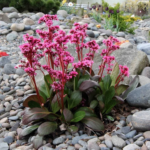 Bőrlevél rózsaszín - Bergenia 'Sakura' 20/30cm K14cm