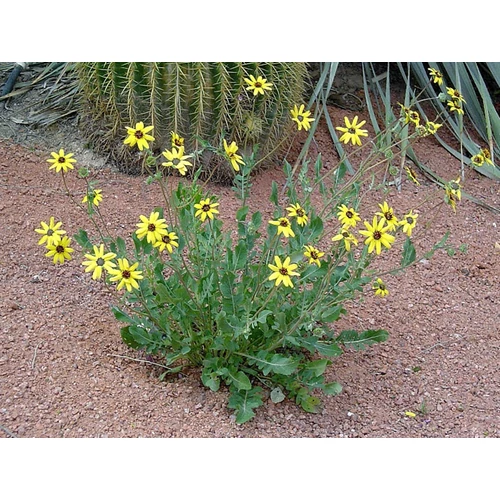 Coreopsis grandiflora 'Early Sunrise'