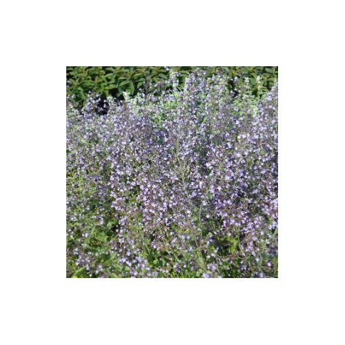 Pereszlény mirigyes liláskék - Calamintha nepeta 'Blue Cloud' 10/20cm K9x9cm