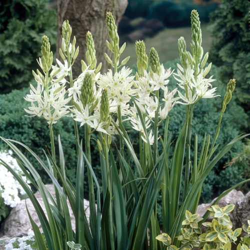 Prérigyertya fehér - Camassia leichtlinii  'Alba' 20/30cm K14cm
