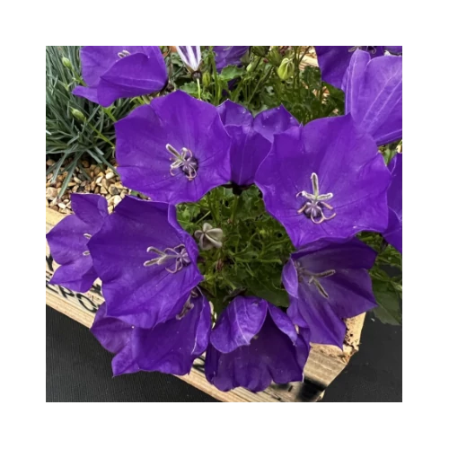Harangvirág kárpáti ibolyakék - Campanula carpatica 'Blue Uniform' 10/20cm K9x9cm