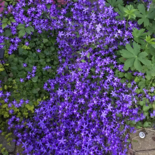 Harangvirág balkáni liláskék - Campanula poscharskyana 'Stella' 10/20cm K9x9cm