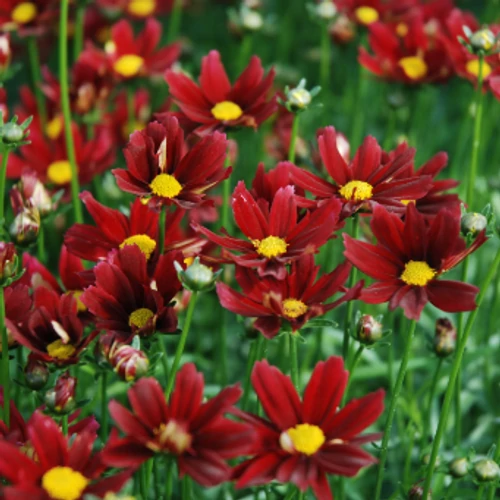 Menyecskeszem bordó - Coreopsis 'Little Bang Red Elf' 20/30cm K14cm
