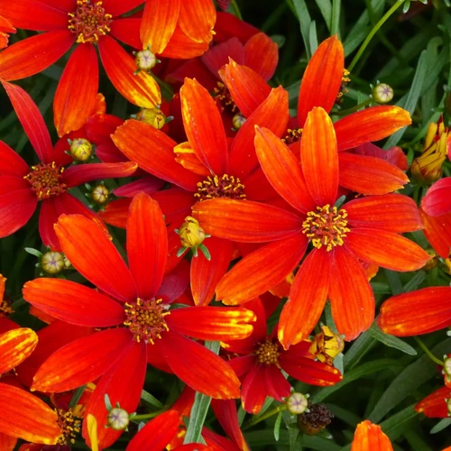 Menyecskeszem keskenylevelű vörös-sárga - Coreopsis verticillata 'Ladybird' 20/30cm K14cm