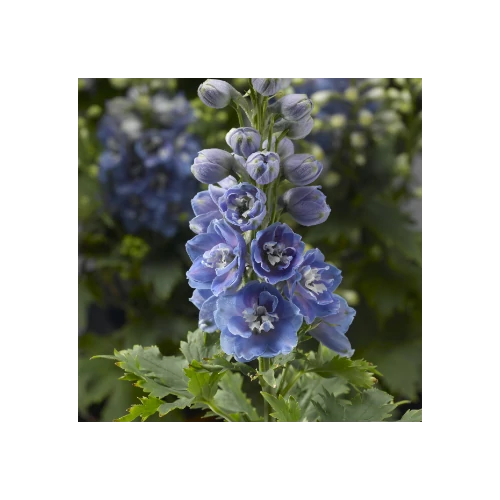 Szarkaláb nyúlánk halványkék fehér szemmel - Delphinium elatum 'Delphina Light Blue White Bee' 20/30cm K14cm