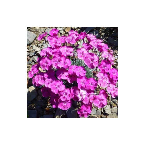 Szegfű pünkösdi rózsaszín - Dianthus 'Whatfield Magenta' 10/20cm K9x9cm