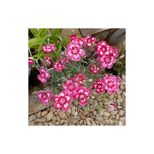 Szegfű tollas ciklámen-halvány rózsaszín - Dianthus plumarius 'Angel of Desire' 20/30cm K14cm
