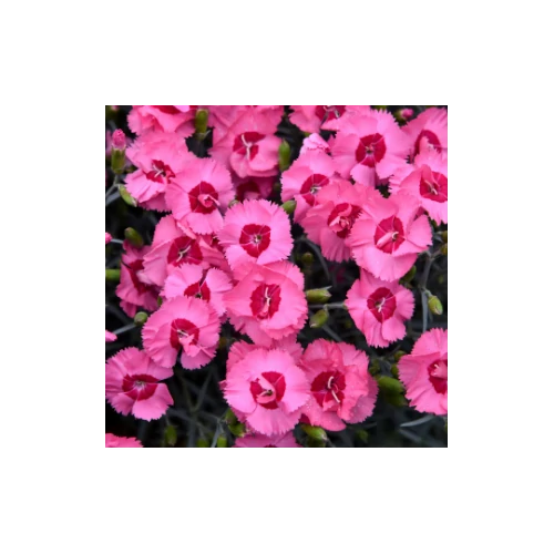 Szegfű tollas rózsaszín-vörös - Dianthus plumarius 'Angel of Hope' 20/30cm K14cm