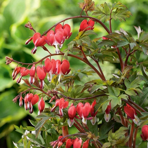 Dicentra Dicentra (Lamprocapnos) spectabilis 'Valentine'
