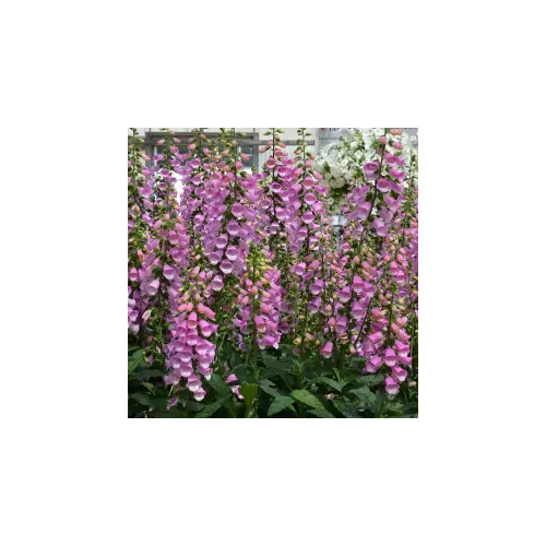 Pettyegetett gyűszűvirág lilás rózsaszín - Digitalis 'Panther' 20/30cm K14cm