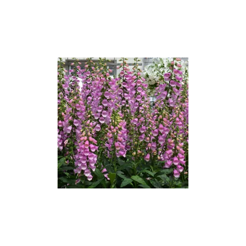 Gyűszűvirág pettyegetett  lilás rózsaszín - Digitalis 'Panther' 20/30cm K14cm