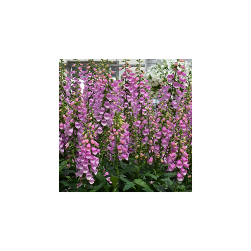 Pettyegetett gyűszűvirág lilás rózsaszín - Digitalis 'Panther' 20/30cm K14cm