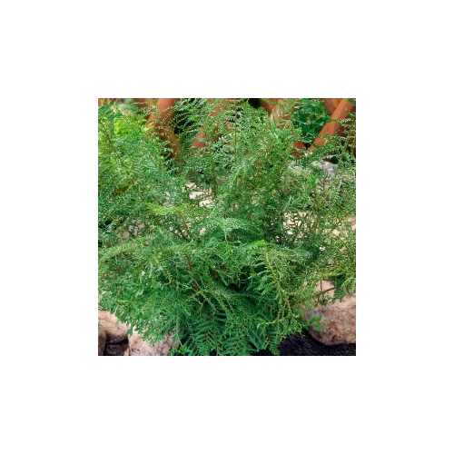 Páfrány úrpáfrány (Erdei pajzsika) - Dryopteris filix-mas 'Linearis Polydactyla' 30/40cm K4l