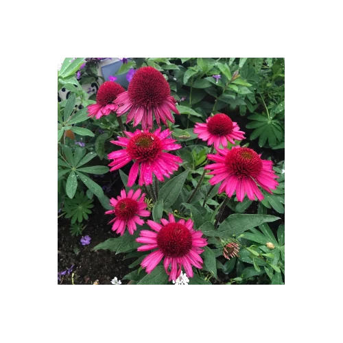 Kasvirág pink - Echinacea 'Delicious Candy' 20/30cm K14cm