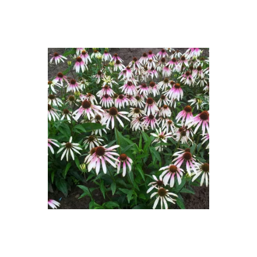 Kasvirág fehér-lila - Echinacea 'JS Engeltje' 20/30cm K14cm