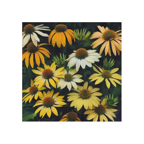 Kasvirág sárga mix - Echinacea 'Mellow Yellows' 10/20cm K9x9cm