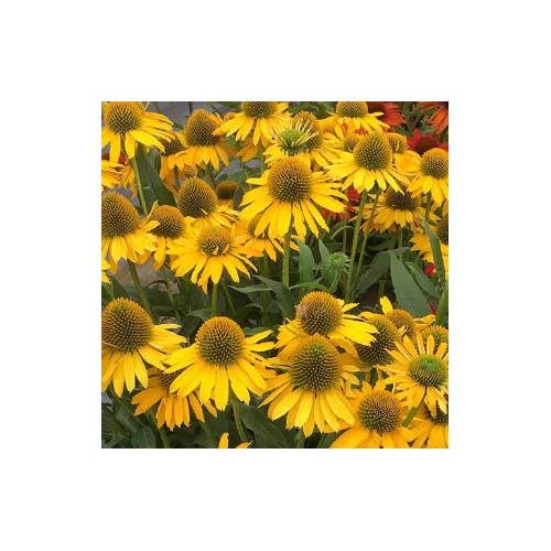 Kasvirág aranysárga - Echinacea 'Prairie Blaze Golden Yellow' 20/30cm K14cm