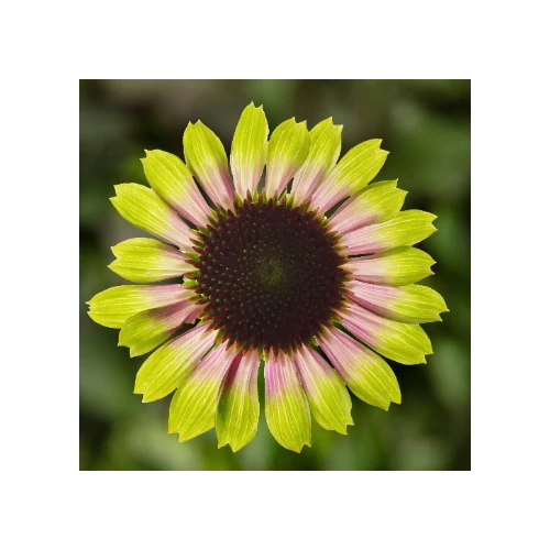 Kasvirág világoszöld-rózsaszín - Echinacea 'Prairie Blaze Vintage Lime' 20/30cm K14cm