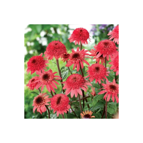 Kasvirág pirosas rózsaszín - Echinacea 'Raspberry Truffle' 20/30cm K14cm