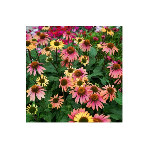 Kasvirág lazacrózsaszín-világossárga - Echinacea 'Summer Coctail' 20/30cm K14cm