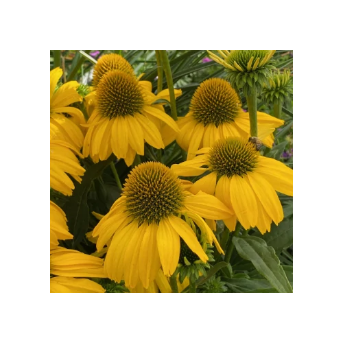 Kasvirág sárga - Echinacea 'SunSeekers Citrus' 20/30cm K14cm