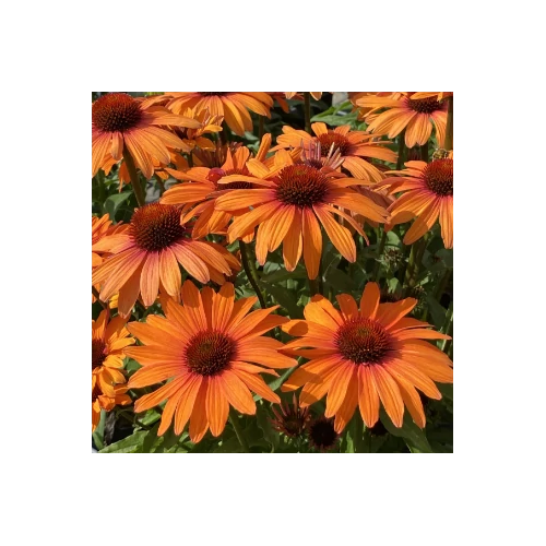 Kasvirág narancssárga - Echinacea 'SunSeekers Clementine' 20/30cm K14cm