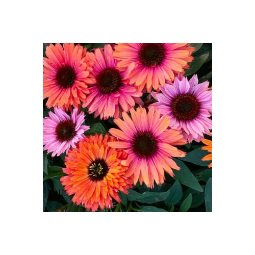 Kasvirág vegyes színű - Echinacea 'SunSeekers Rainbow' 20/30cm K14cm