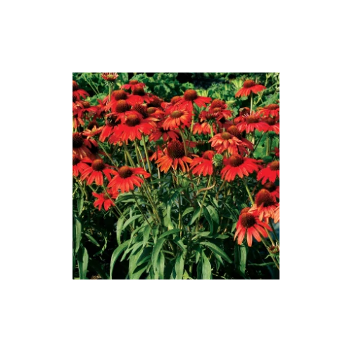 Kasvirág vörös - Echinacea 'SunSeekers Scarlet' 20/30cm K14cm