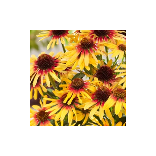 Kasvirág sárga-piros - Echinacea 'SunSeekers Tequila Sunrise' 20/30cm K14cm