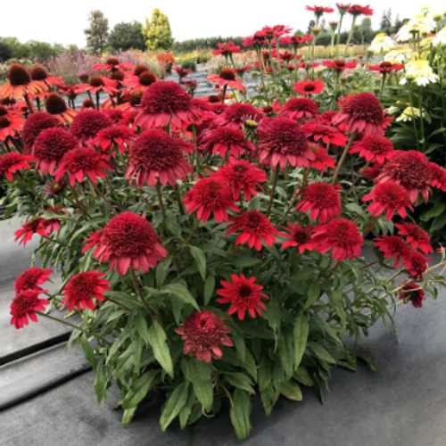 Kasvirág vörös - Echinacea 'Sunny Days Ruby' 20/30cm K14cm
