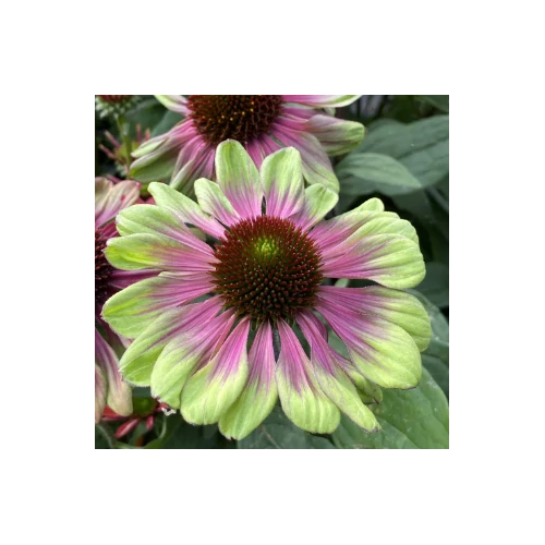 Kasvirág világoszöld-sötét rózsaszín - Echinacea 'Sweet Sandia' 20/30cm K14cm