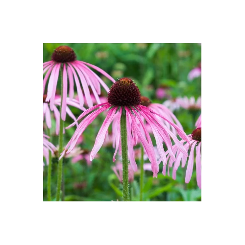 Kasvirág halvány rózsaszín - Echinacea pallida 10/20cm K9x9cm
