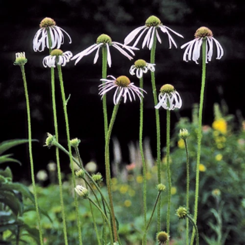 Kasvirág fehér-halvány rózsaszín - Echinacea pallida 'Hula Dancer' 10/20cm K9x9cm