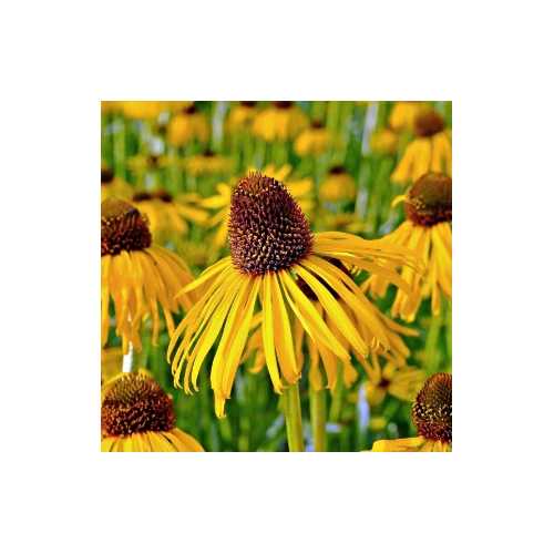 Kasvirág sárga - Echinacea paradoxa 10/20cm K9x9cm