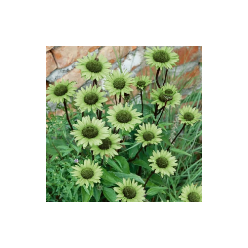 Kasvirág vilgoszöld - Echinacea purpurea 'Green Jewel' 20/30cm K14cm