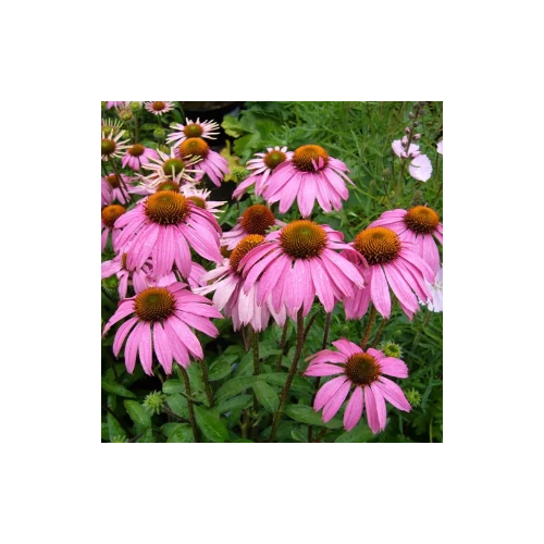 Kasvirág rózsaszín - Echinacea purpurea 'Prairie Splendor Dark Rose' 20/30cm K14cm