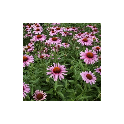 Kasvirág rózsaszín - Echinacea purpurea 'Rubinstern' 10/20cm K9x9cm