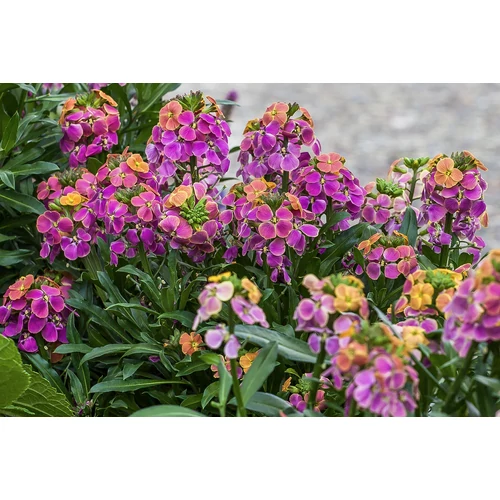 Erysimum linifolium 'Bowles Mauve'