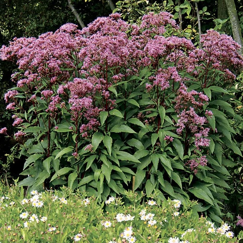 Sédkender lila - Eupatorium 'Baby Joe' 20/30cm K14cm